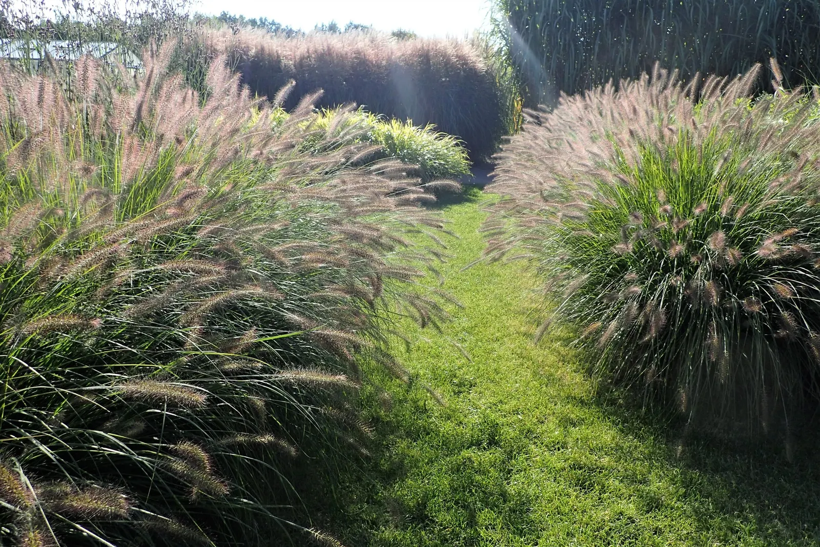 Hameln Dwarf Fountain Grass (Pennisetum alopecuroides 'Hameln') — narrow green foliage that becomes golden yellow in the fall