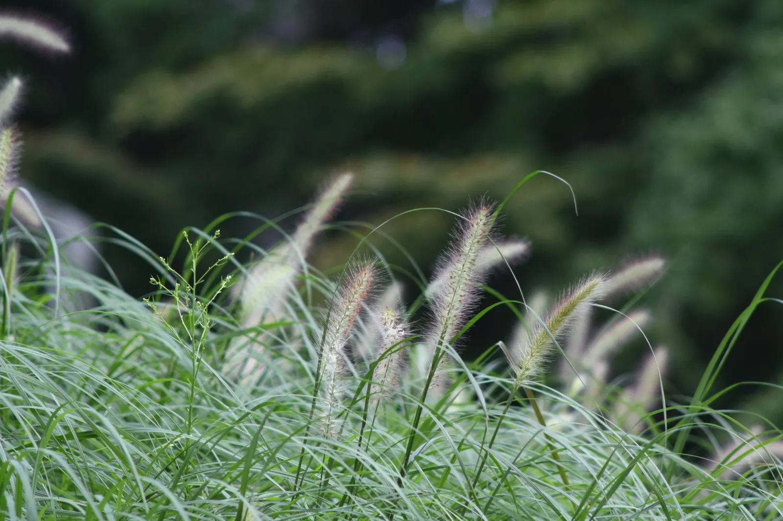 Hameln Dwarf Fountain Grass (Pennisetum alopecuroides 'Hameln') — and it thrives in full sun to partial shade