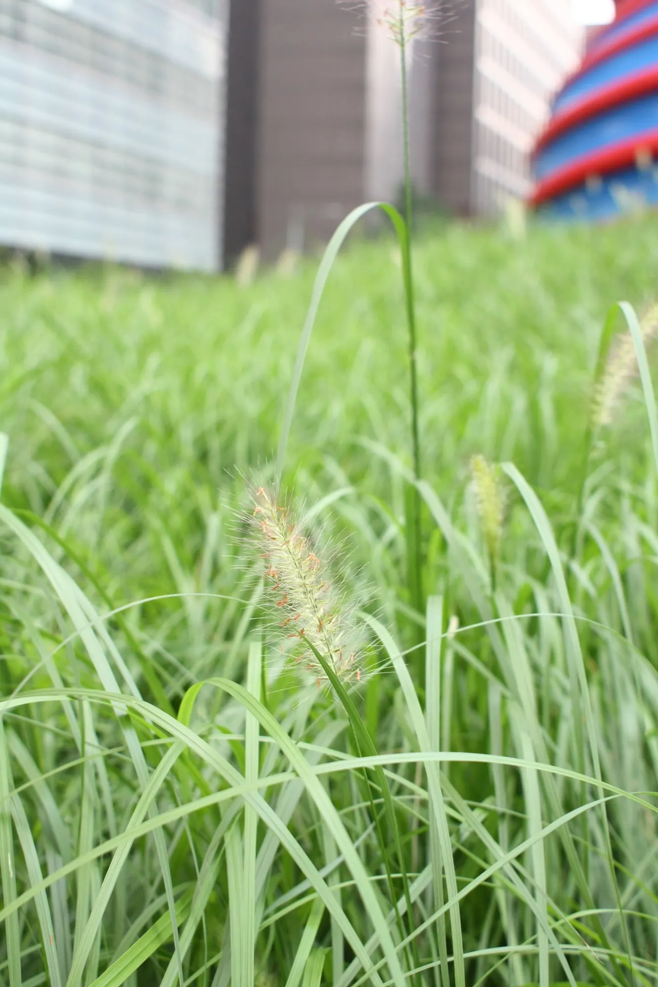 Hameln Dwarf Fountain Grass (Pennisetum alopecuroides 'Hameln') — grass / perennial with white blooms