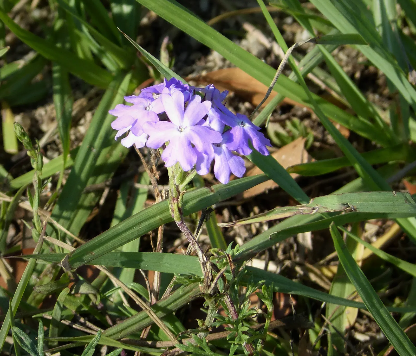 Moss Verbena (Glandularia Pulchella) — favored for its dense clusters of purple blooms that flourish spring to fall