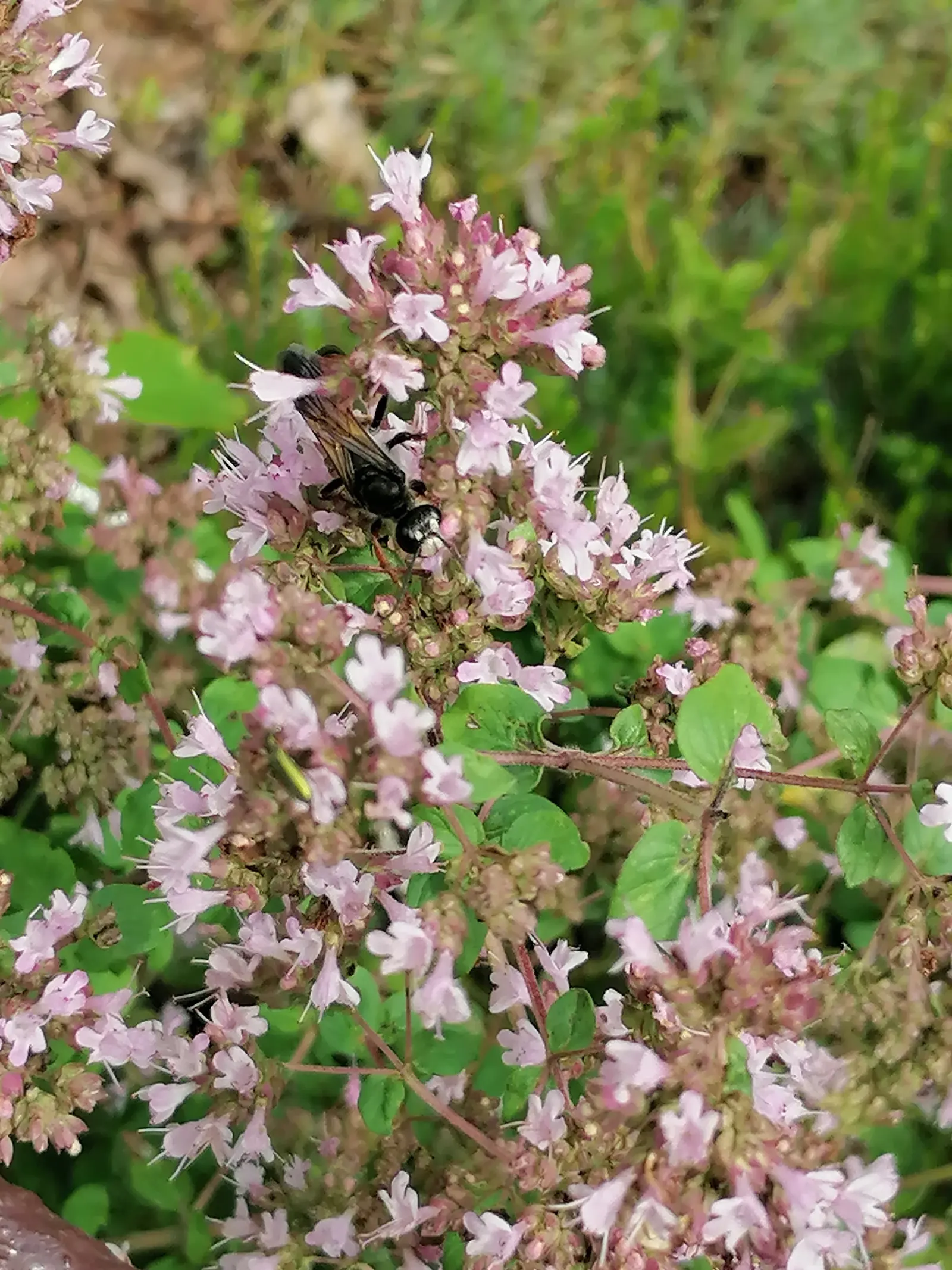 Italian Oregano (Origanum X Majoricum) — a cross between sweet marjoram and common oregano