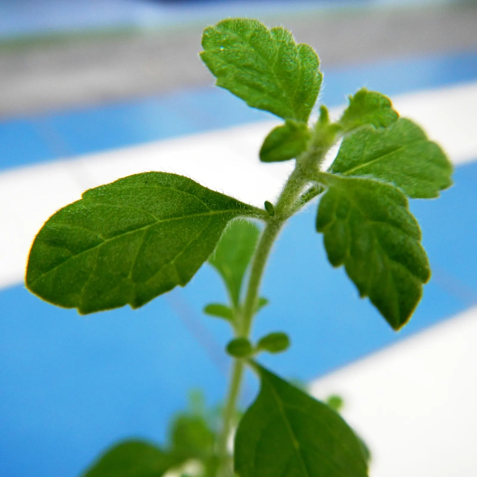 Italian Oregano (Origanum X Majoricum) — The plant boasts small, lavender-pink blooms and is hardy in zones 6-9