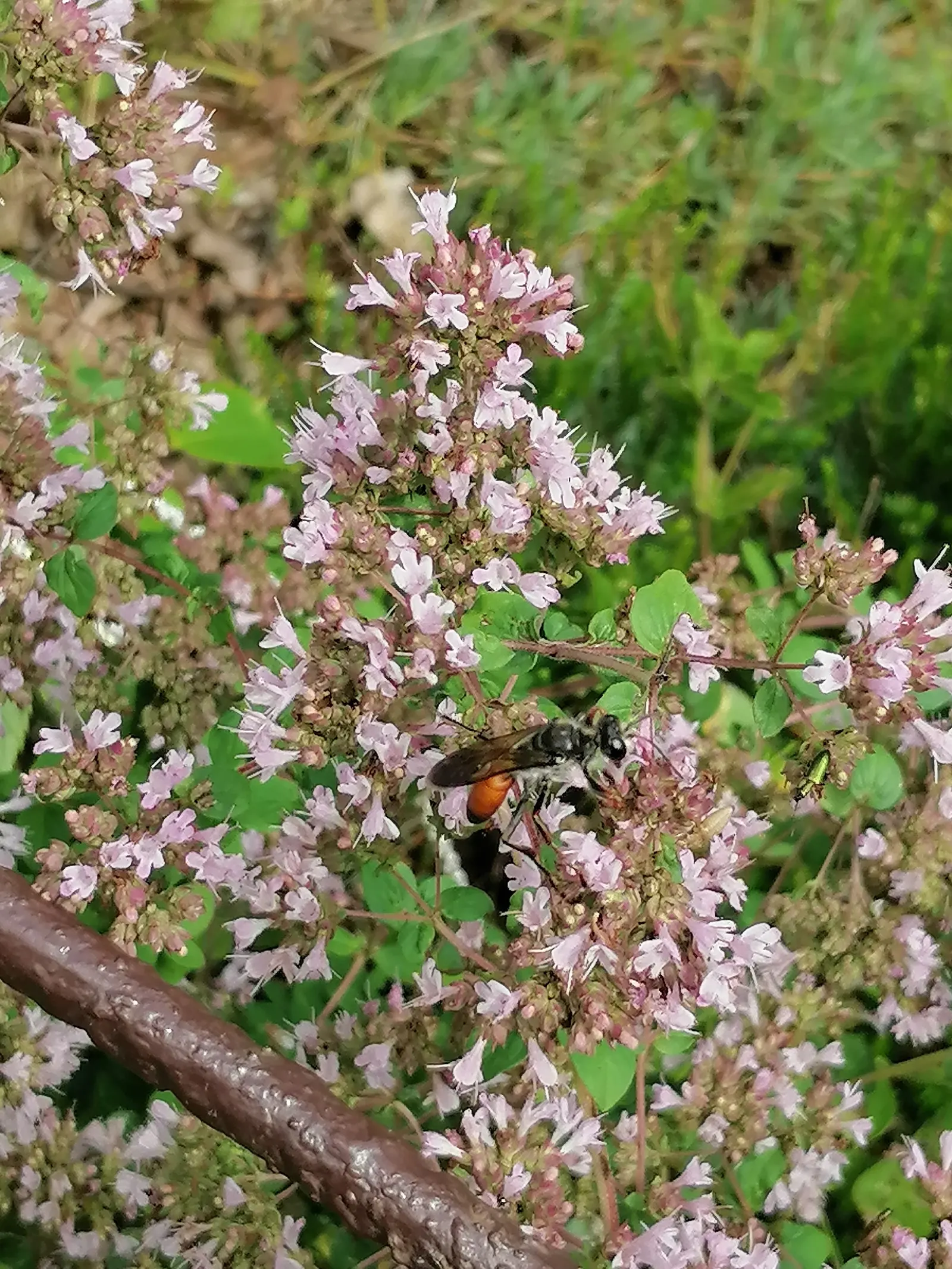 Italian Oregano (Origanum X Majoricum) — is a perennial herb cherished for its aromatic leaves which are widely used in Mediterranean cuisine