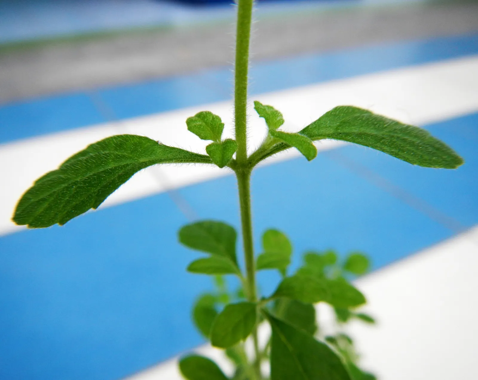 Italian Oregano (Origanum X Majoricum) — It prefers well-drained soil and a full sun exposure, though it can tolerate partial shade