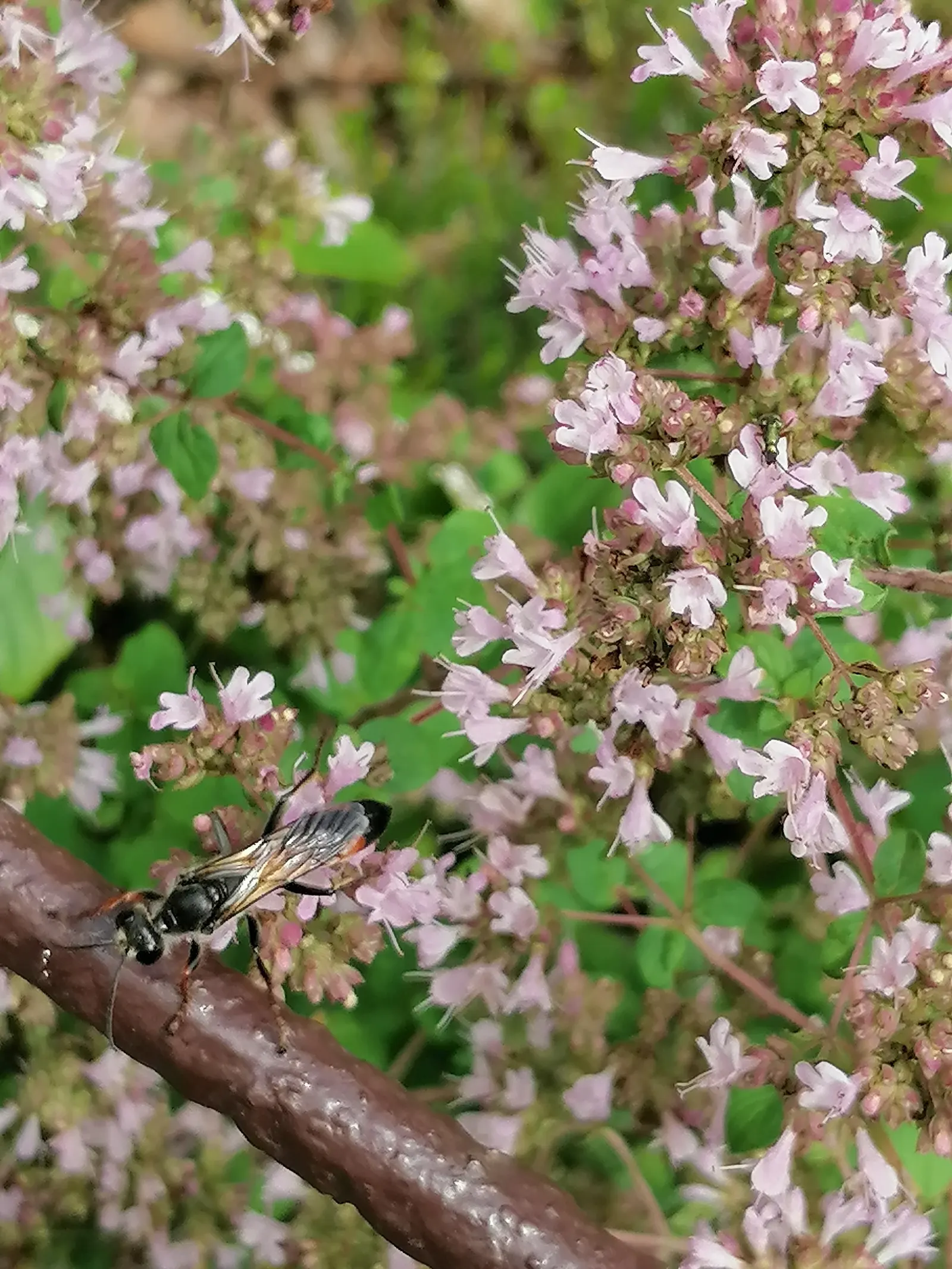 Italian Oregano (Origanum X Majoricum) — Its pungent flavor enhances Mediterranean dishes