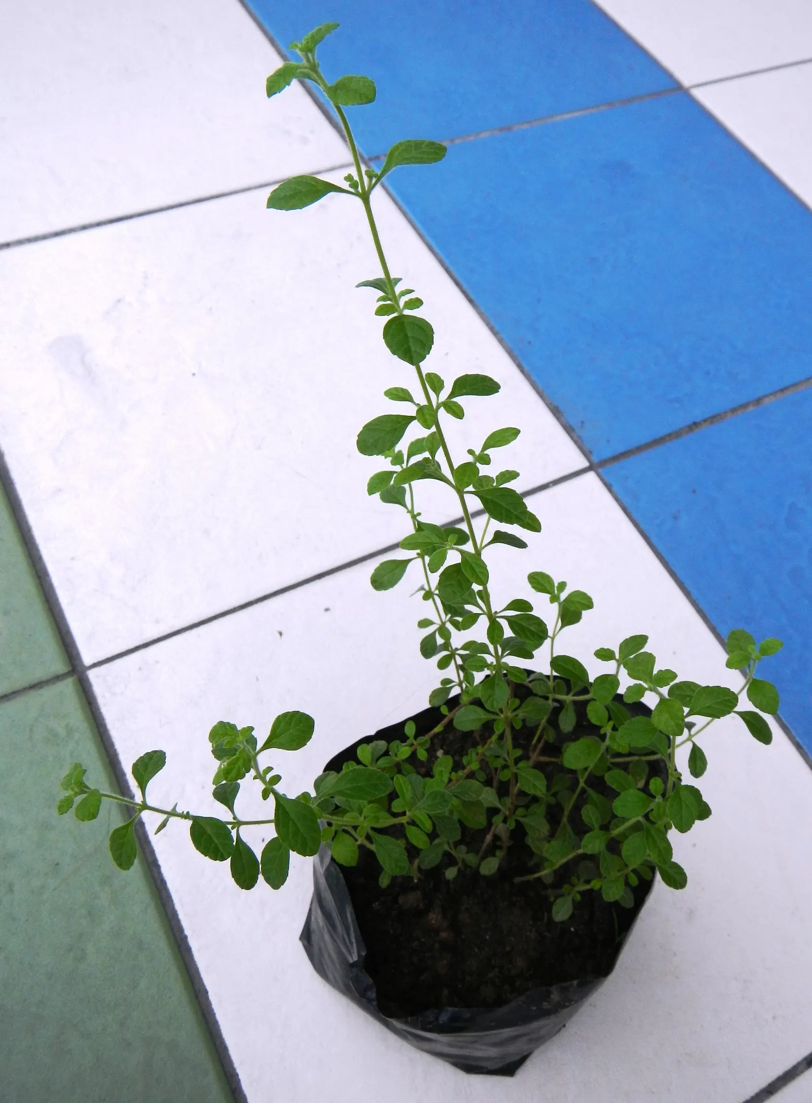 Italian Oregano (Origanum X Majoricum) — Thriving in full sun, it reaches 12-18 inches tall and spreads up to 18 inches wide