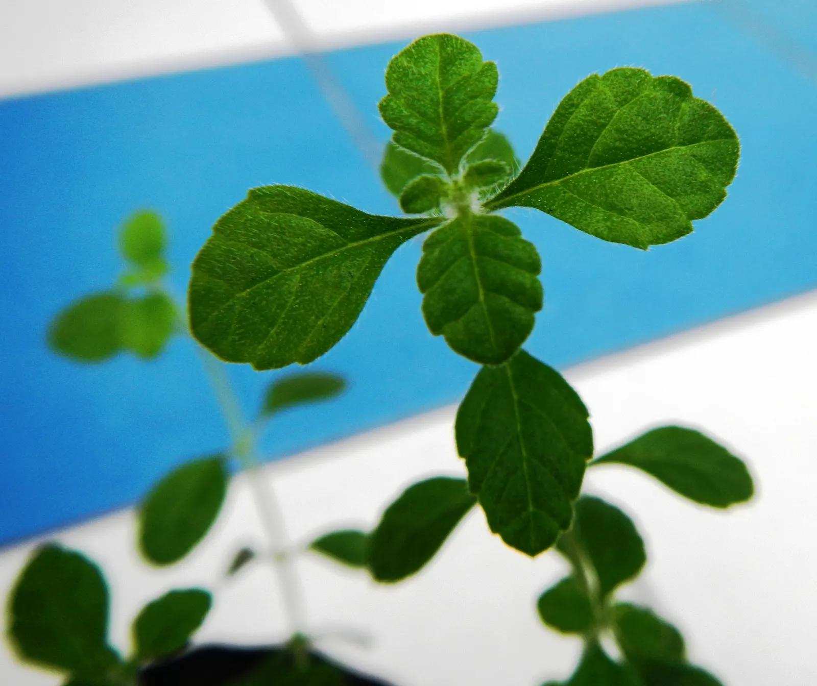 Italian Oregano (Origanum X Majoricum) — Low maintenance, it's excellent for borders or herb gardens