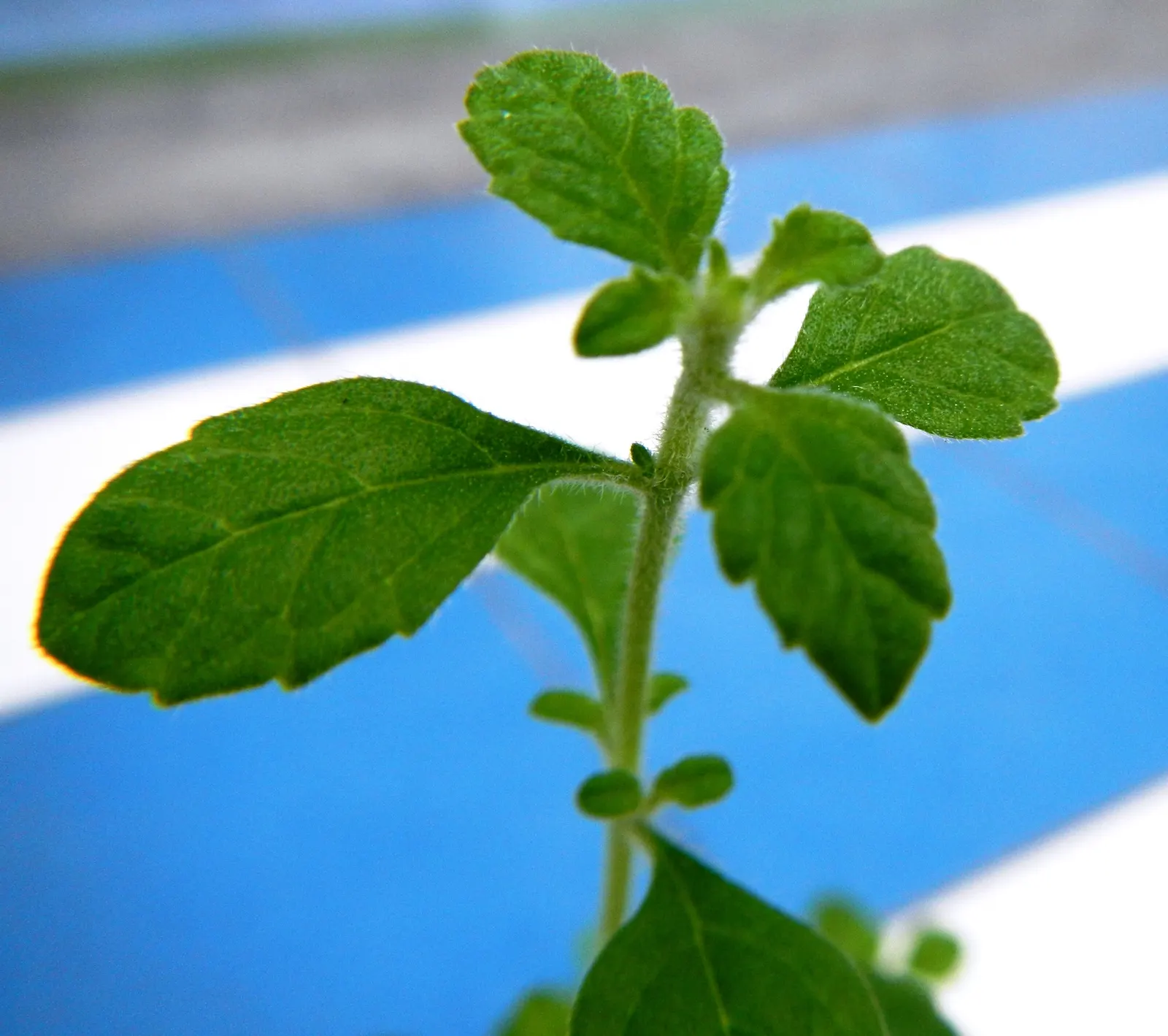 Italian Oregano (Origanum X Majoricum) — Consistent with its Mediterranean origins