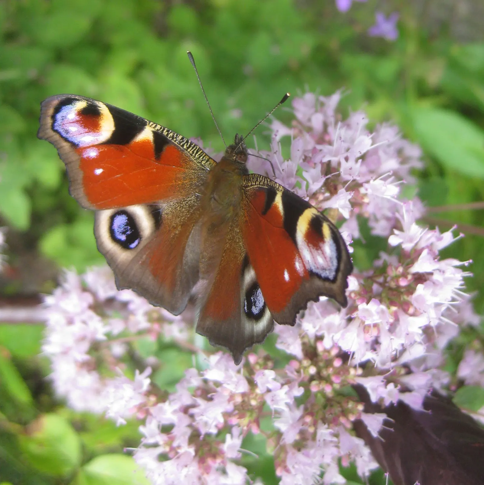 Italian Oregano (Origanum X Majoricum) — thrives in USDA hardiness zones 6 through 9