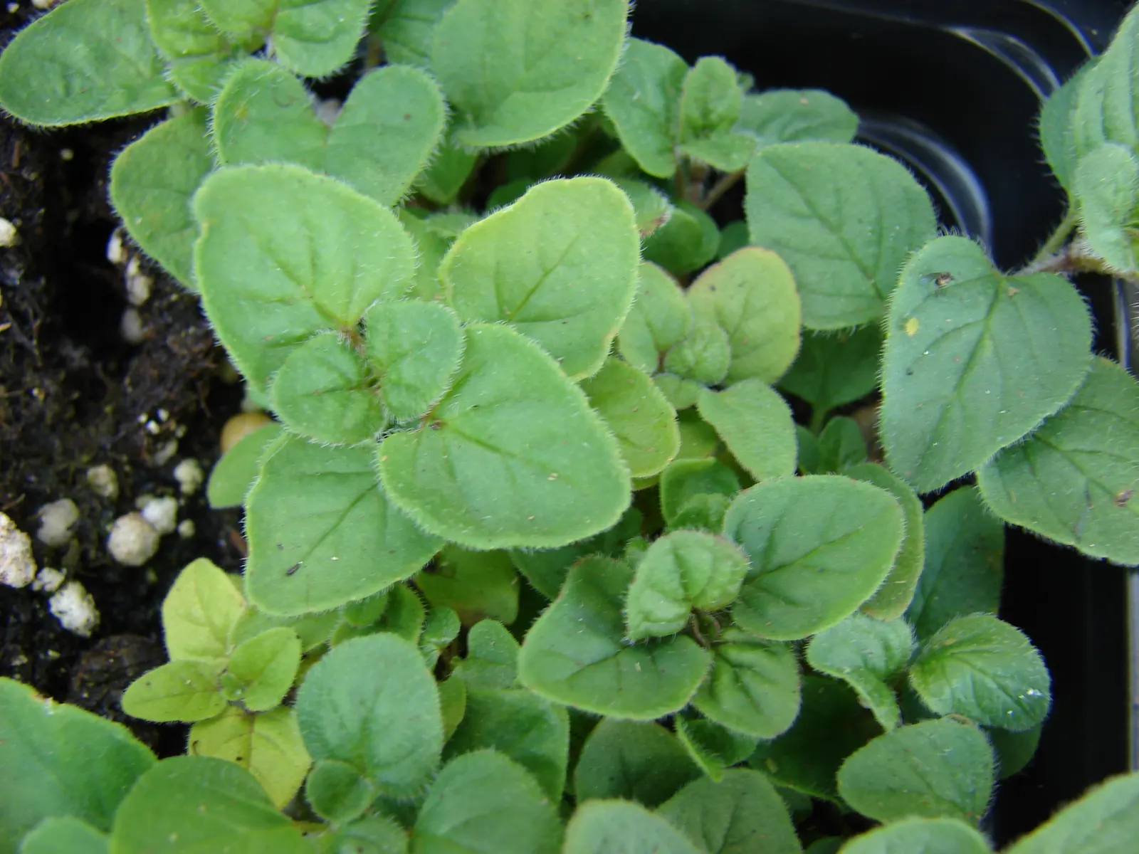 Italian Oregano (Origanum X Majoricum) — oval-shaped leaves that are slightly larger and less pungent than those of its Greek counterpart