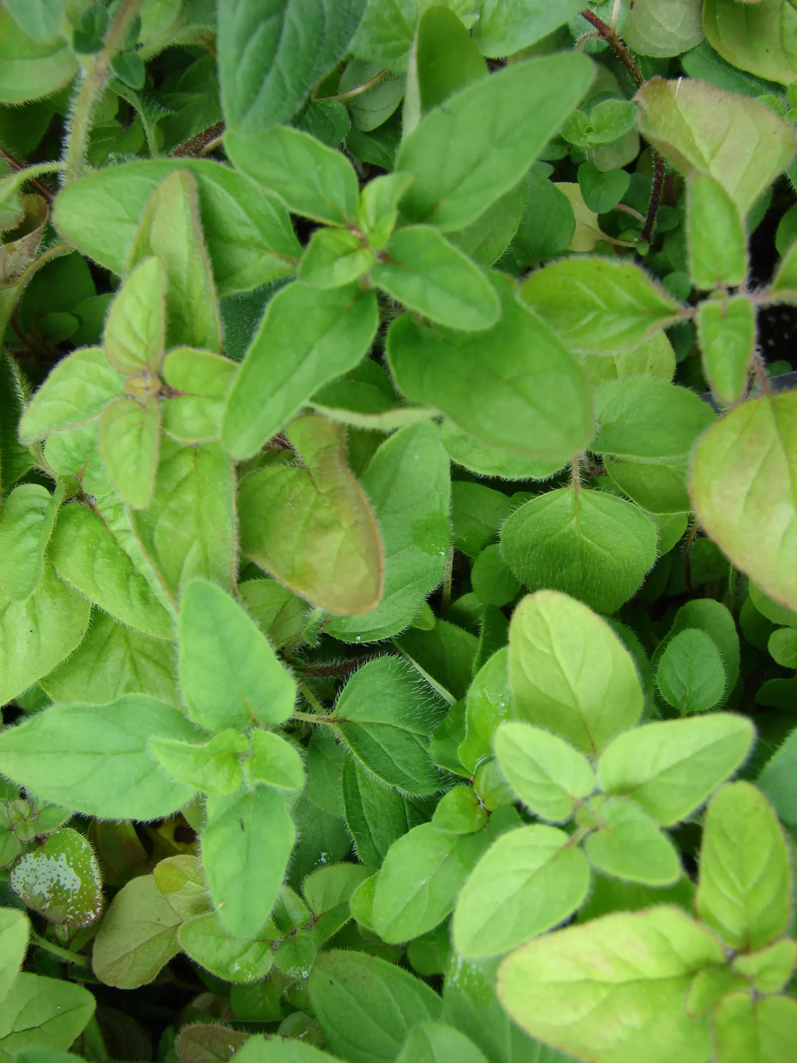 Italian Oregano (Origanum X Majoricum) — Italian Oregano is ideal for use in herb gardens