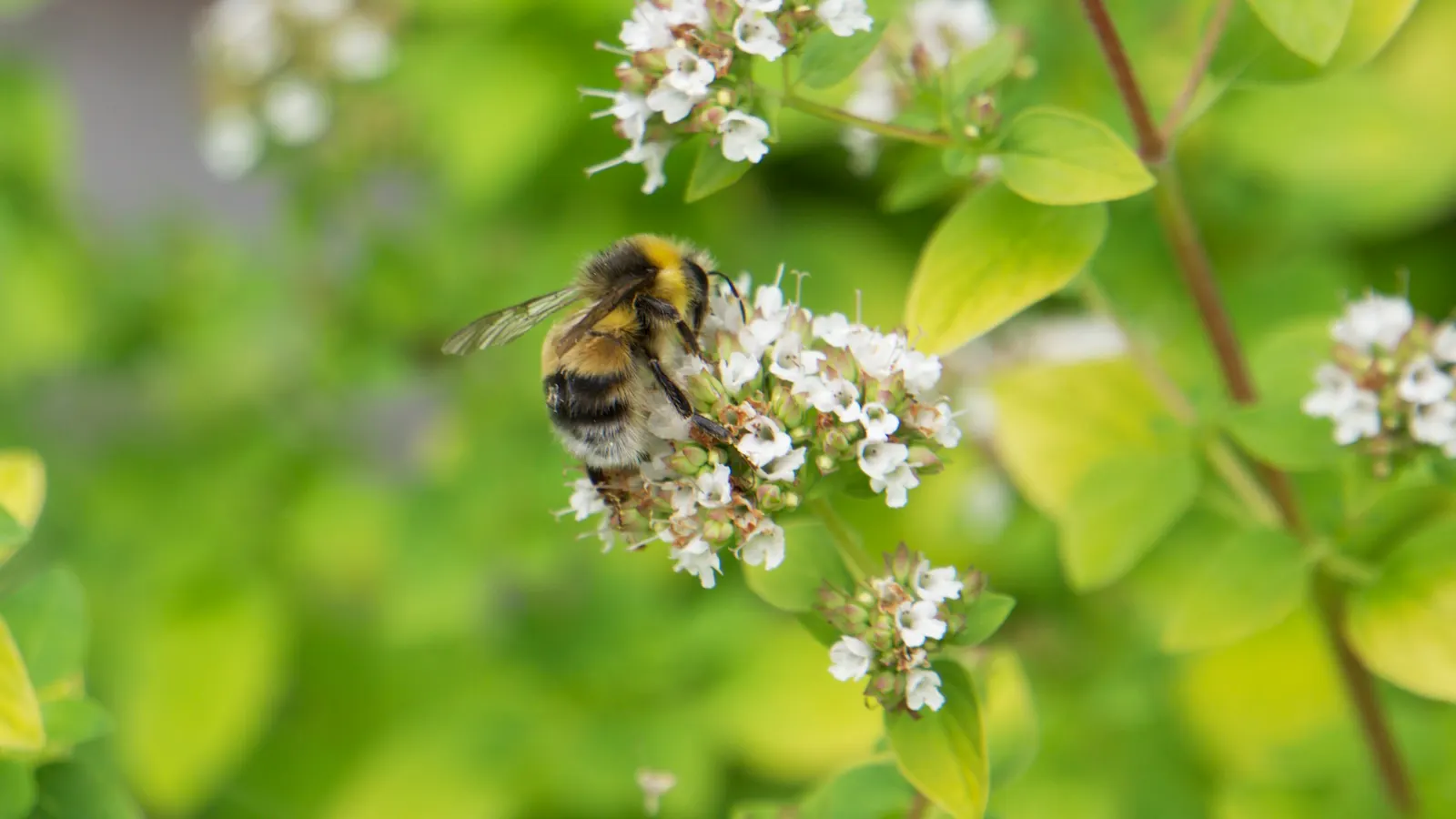 Italian Oregano (Origanum X Majoricum) — Favored in culinary use, it requires well-drained soil and moderate watering