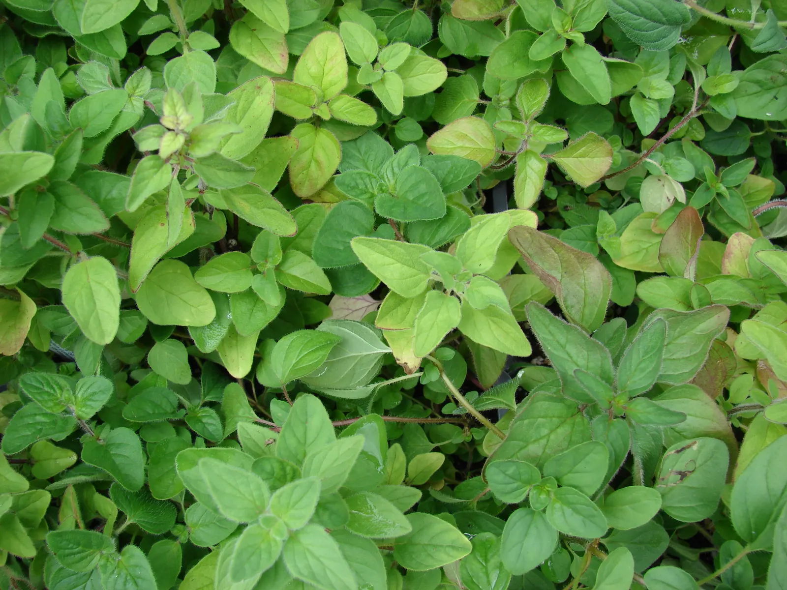 Italian Oregano (Origanum X Majoricum) — and as a fragrant ground cover
