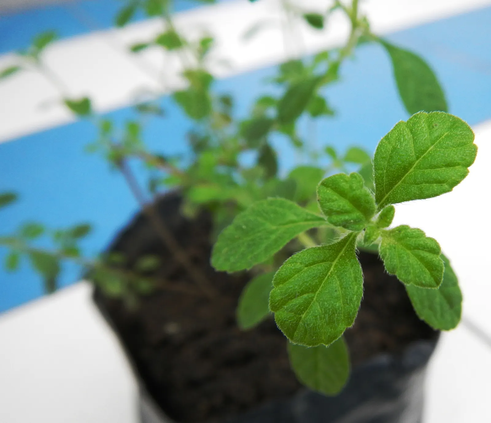 Italian Oregano (Origanum X Majoricum) — Italian Oregano (Origanum x majoricum) is a perennial herb prized for its aromatic leaves