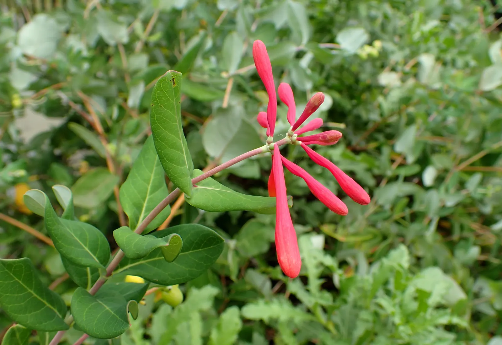 Major Wheeler Honeysuckle Vine (Lonicera Sempervirens 'Major Wheeler') — tubular red bloom beauty is a hummingbird magnet