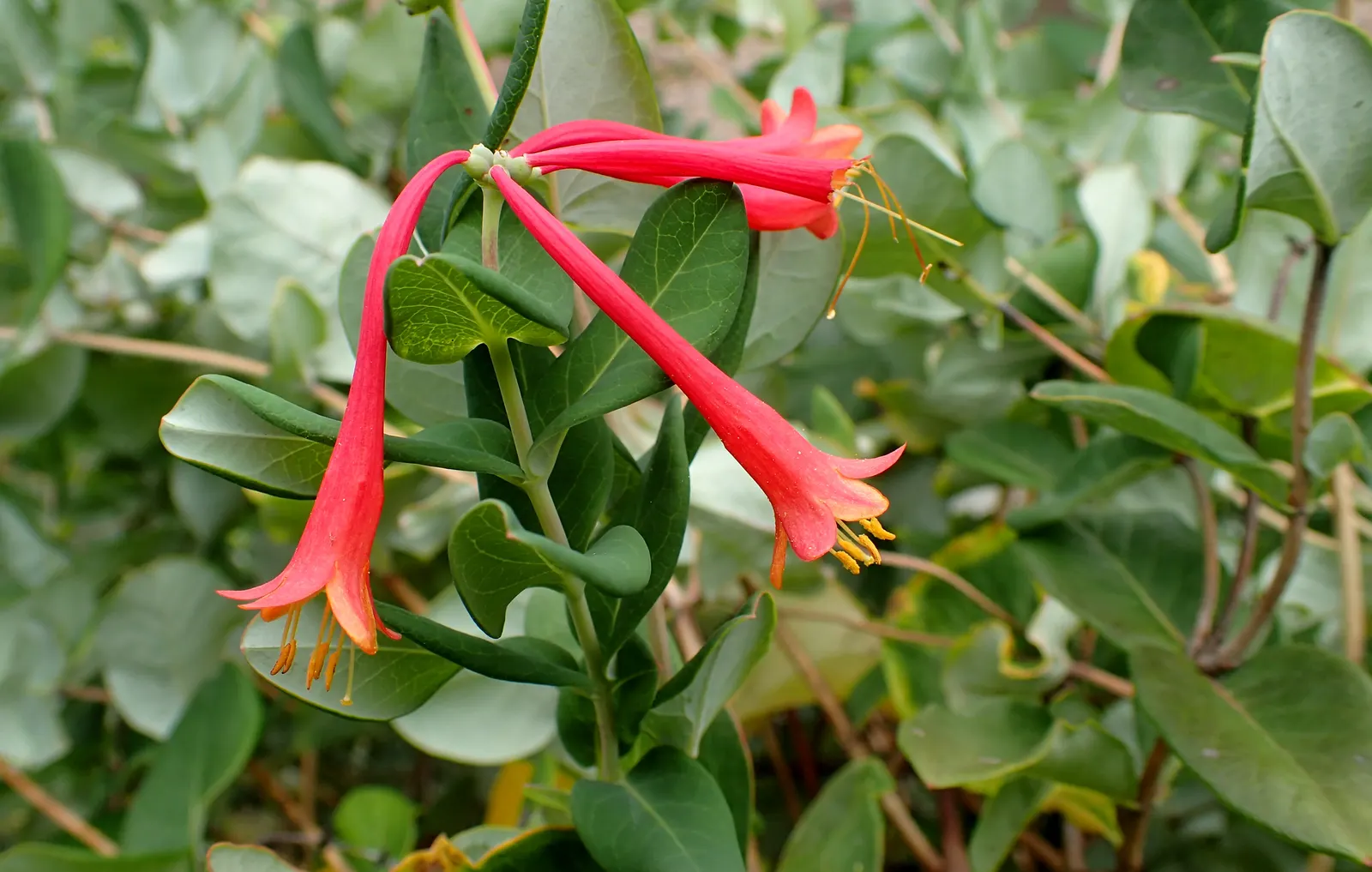 Major Wheeler Honeysuckle Vine (Lonicera Sempervirens 'Major Wheeler') — 'Major Wheeler' Honeysuckle Vine (Lonicera sempervirens 'Major Wheeler') offers a