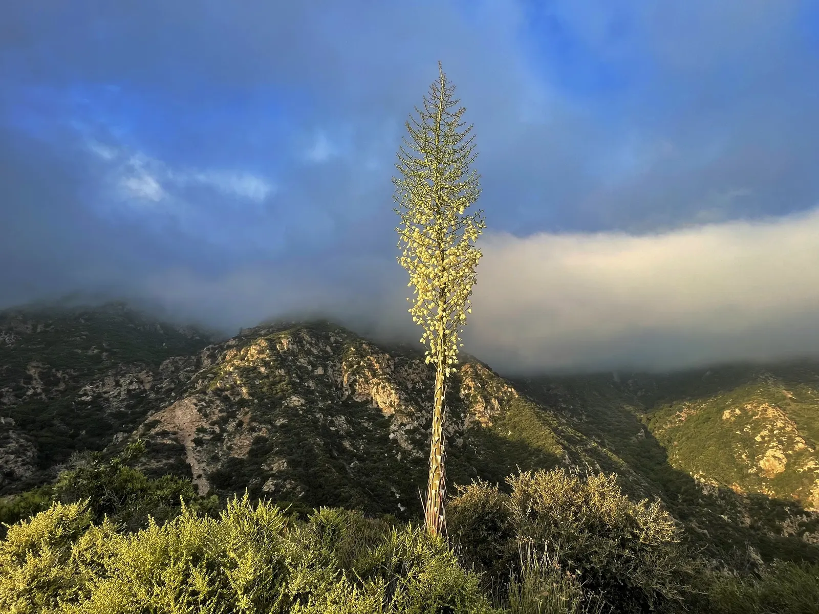 Our Lord's Candle (Yucca Whipplei) — it thrives in full sun and well-drained soils