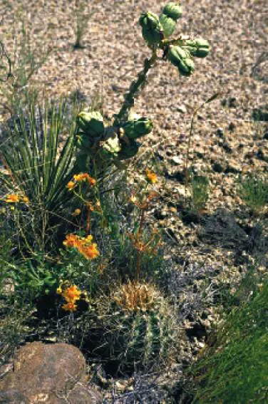 Our Lord's Candle (Yucca Whipplei) — each reaching up to 3 feet long and edged with fibrous margins