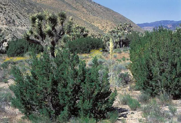 Our Lord's Candle (Yucca Whipplei) — requiring minimal maintenance once established
