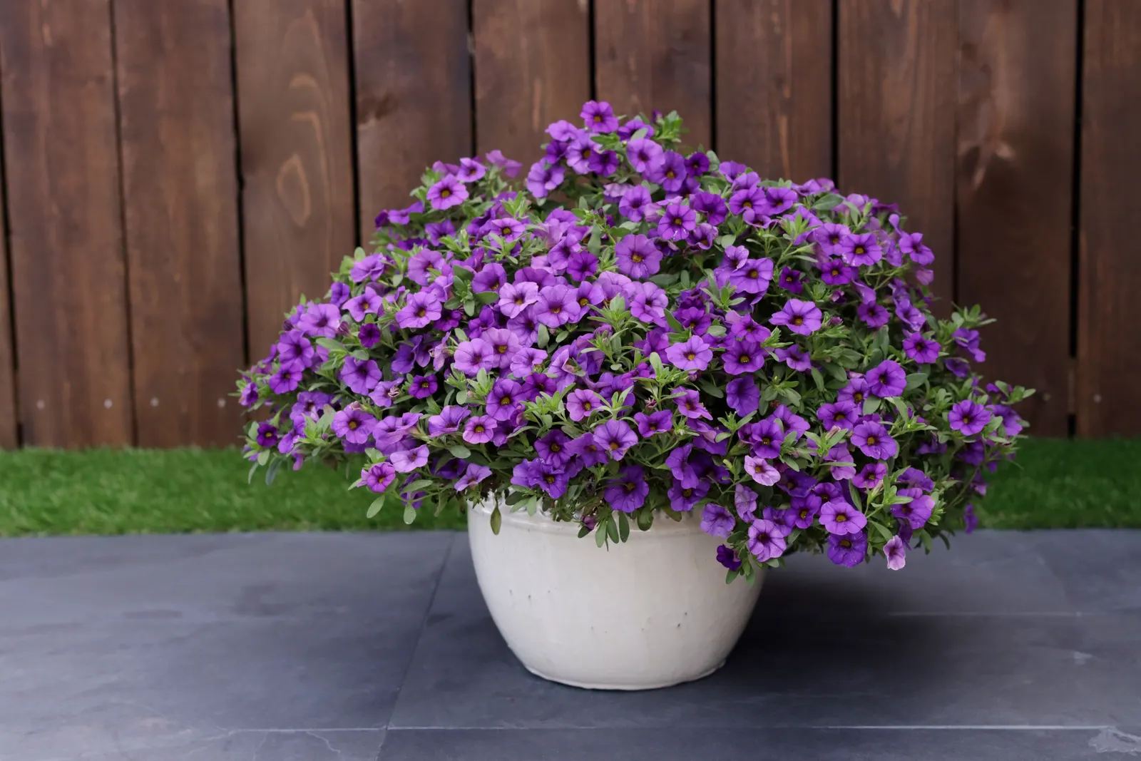 Blue II Calibrachoa — The Calibrachoa 'Blue II' is a mounding-trailing annual from Proven Winners® with vivid blue