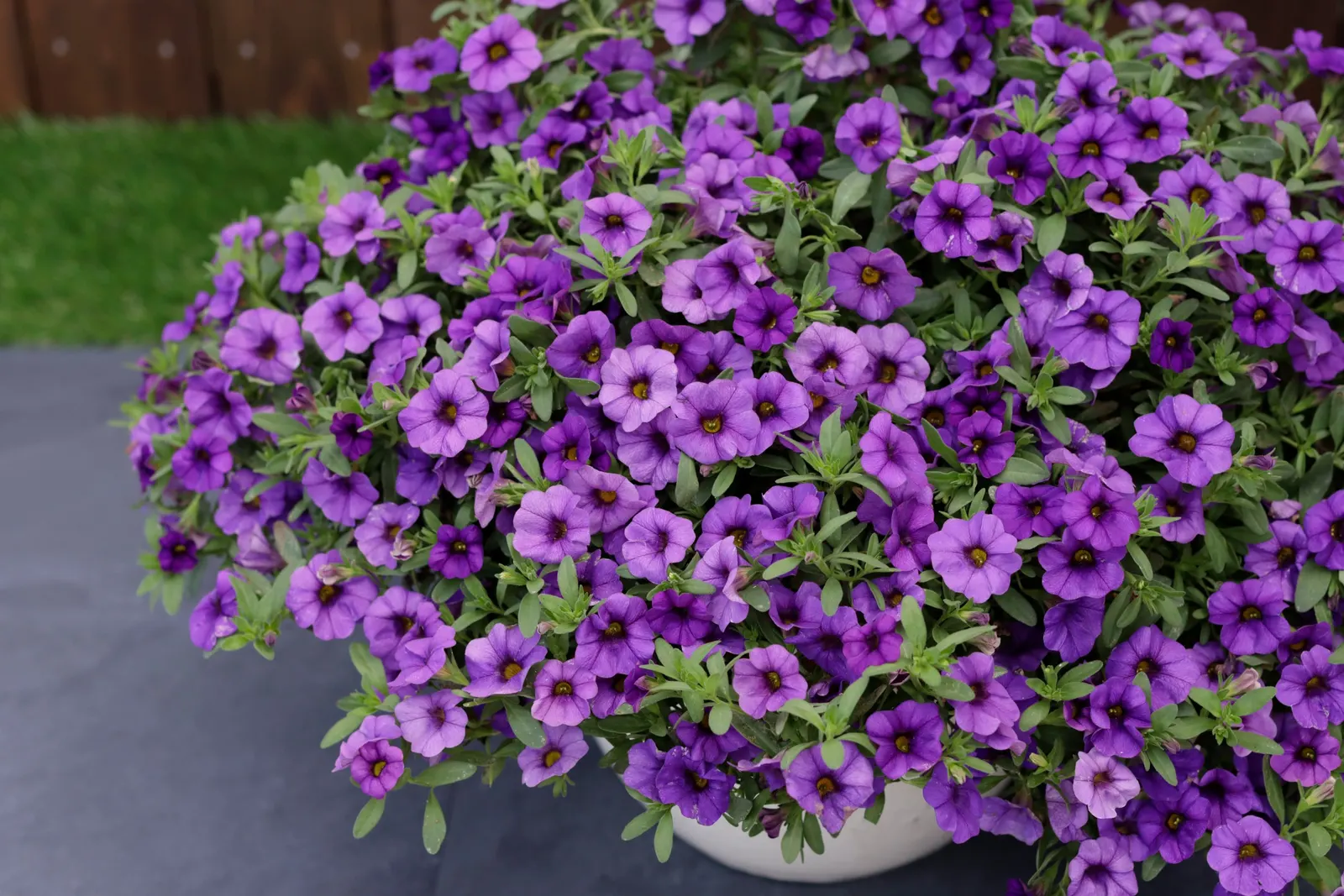 Blue II Calibrachoa — is a vivid annual selection from Proven Winners® prized for its saturated blue flowers and polished