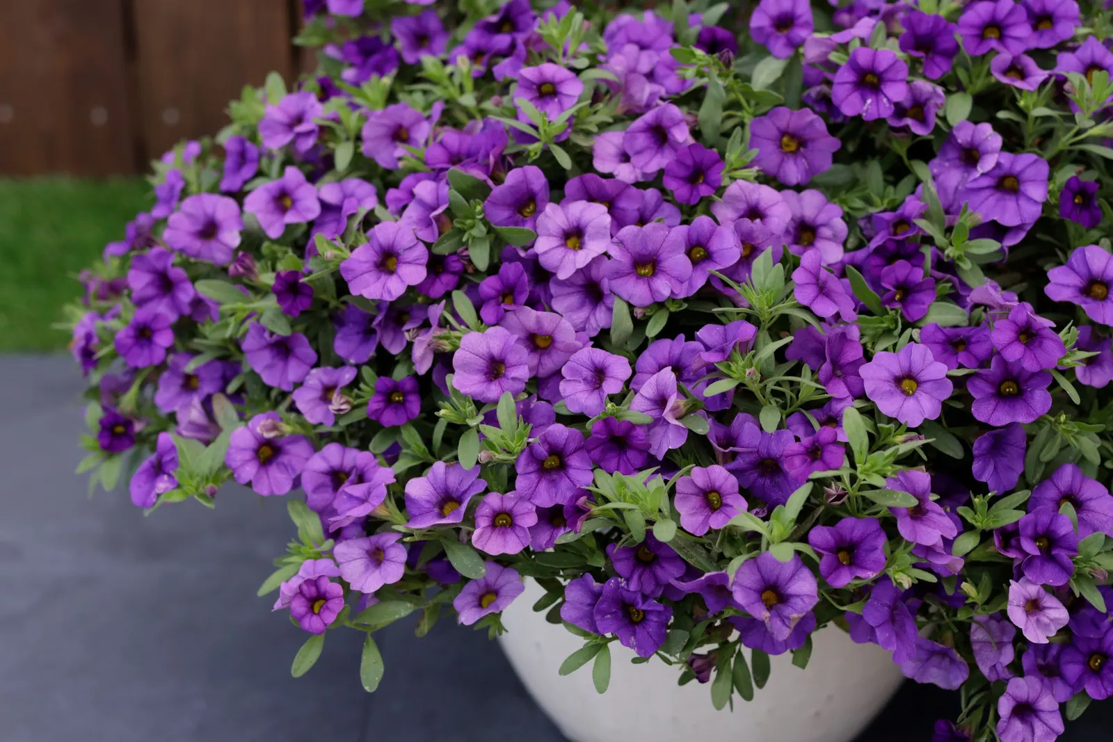 Blue II Calibrachoa — petunia-like blooms appear in generous profusion from planting until hard frost