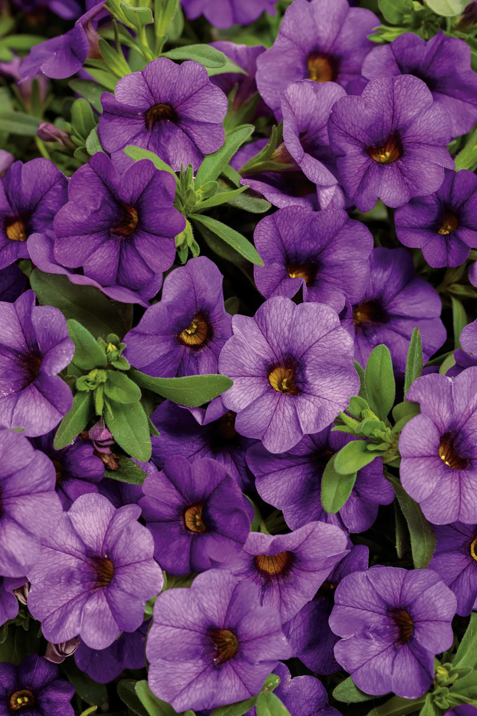 Blue II Calibrachoa — each flower holding its clear blue color rather than fading to a washed-out tone as it ages