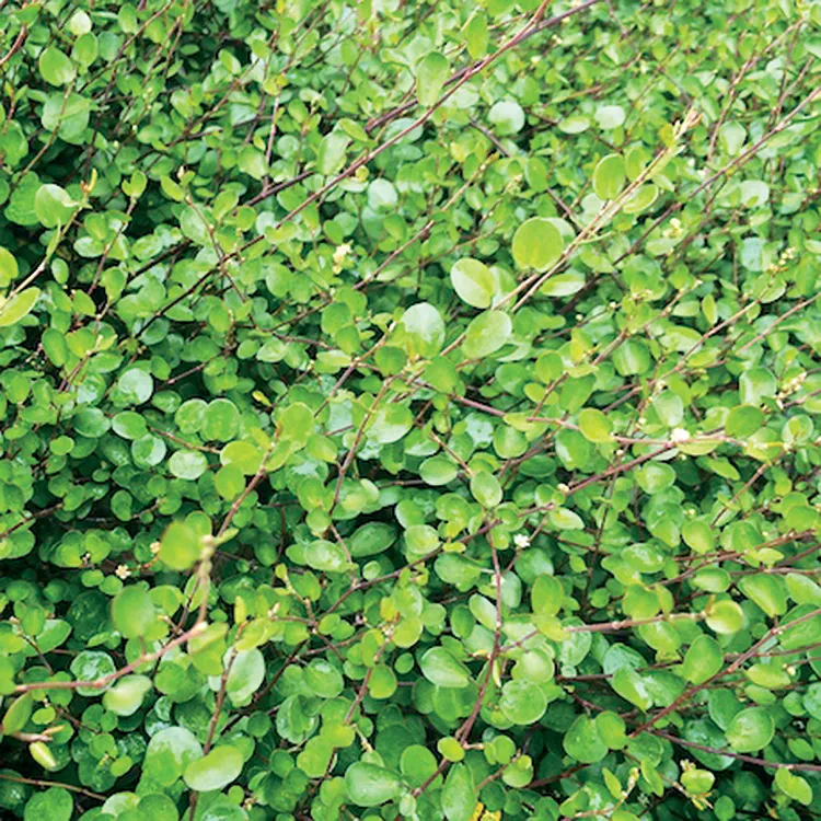 Superbells® Red (Muehlenbeckia axillaris) — As a landscape architect assistant