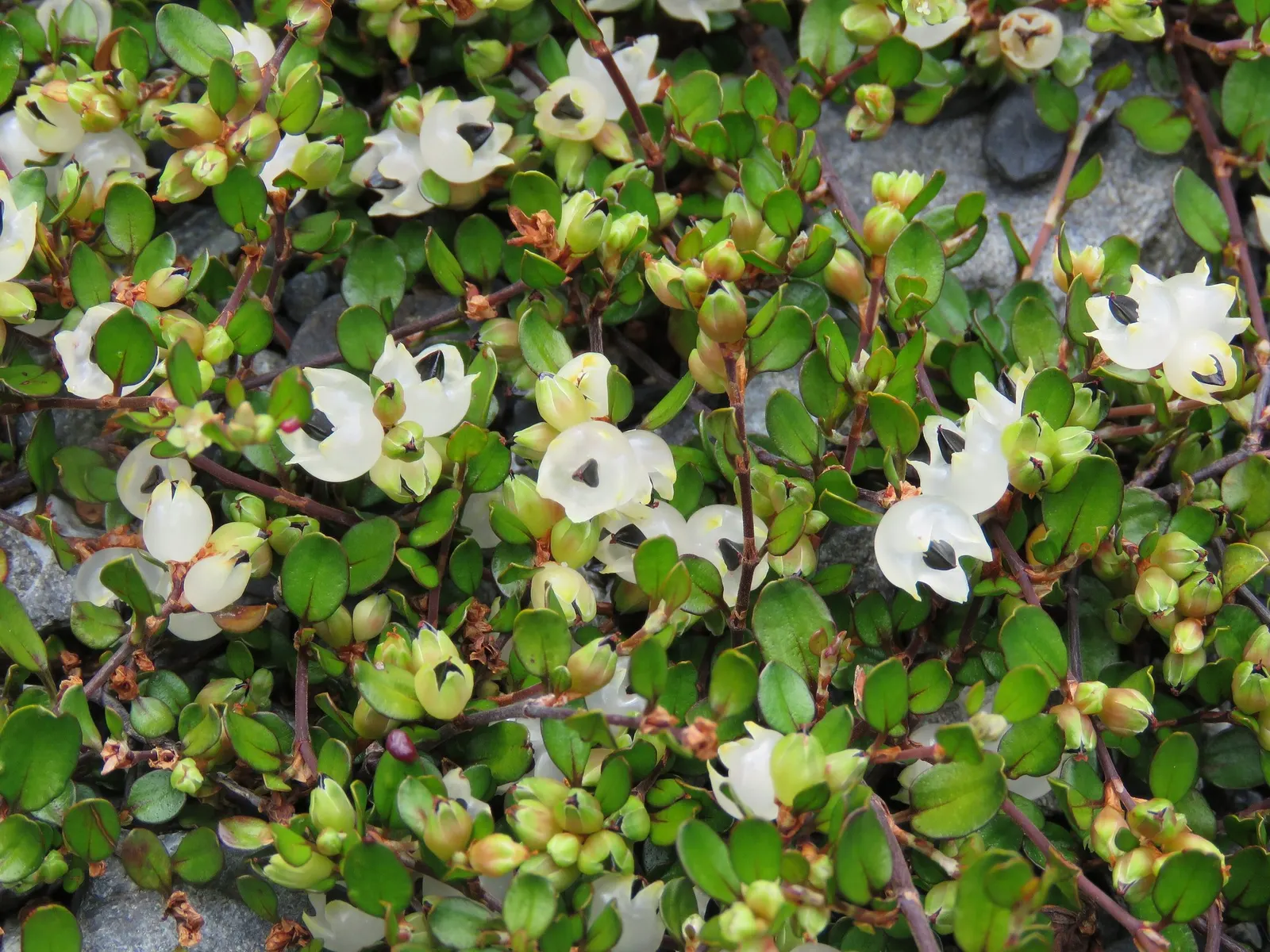 Superbells® Red (Muehlenbeckia axillaris) — Its small petunia-like flowers make a bold statement in hanging baskets