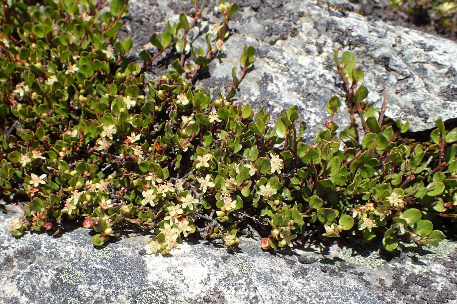 Superbells® Red (Muehlenbeckia axillaris) — though they are known for their drought tolerance once established.<br><br>For optimal growth