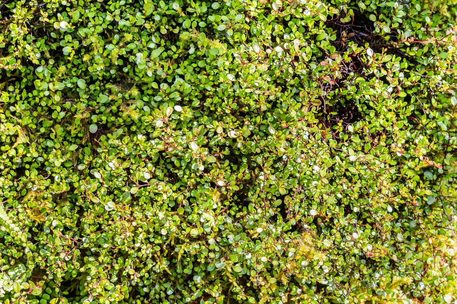 Superbells® Red (Muehlenbeckia axillaris) — as well as in garden beds as a colorful edge