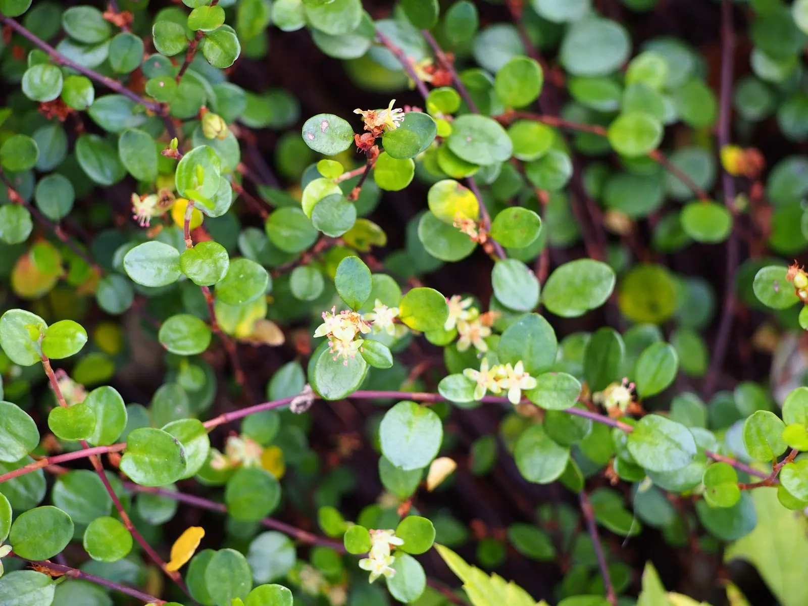Superbells® Red (Muehlenbeckia axillaris) — They are prolific bloomers from planting until frost