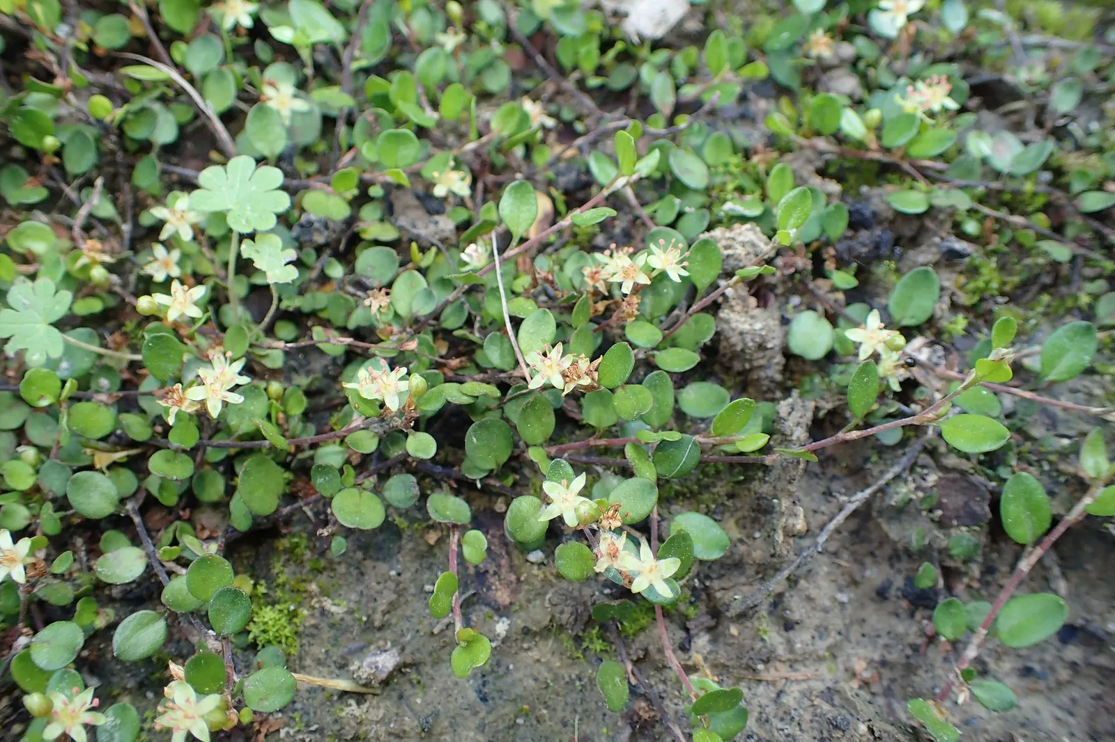 Superbells® Red (Muehlenbeckia axillaris) — highlight the fact that these hardy annuals are resistant to common garden pests