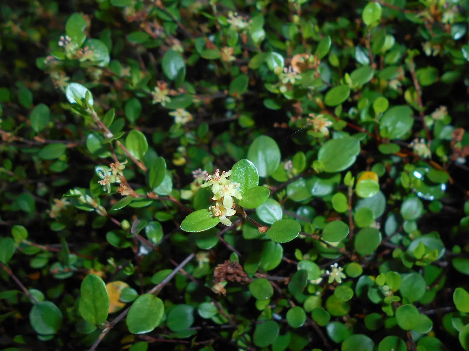 Superbells® Red (Muehlenbeckia axillaris) — typically grows to a height of 6-12 inches with a spread of 12-24 inches