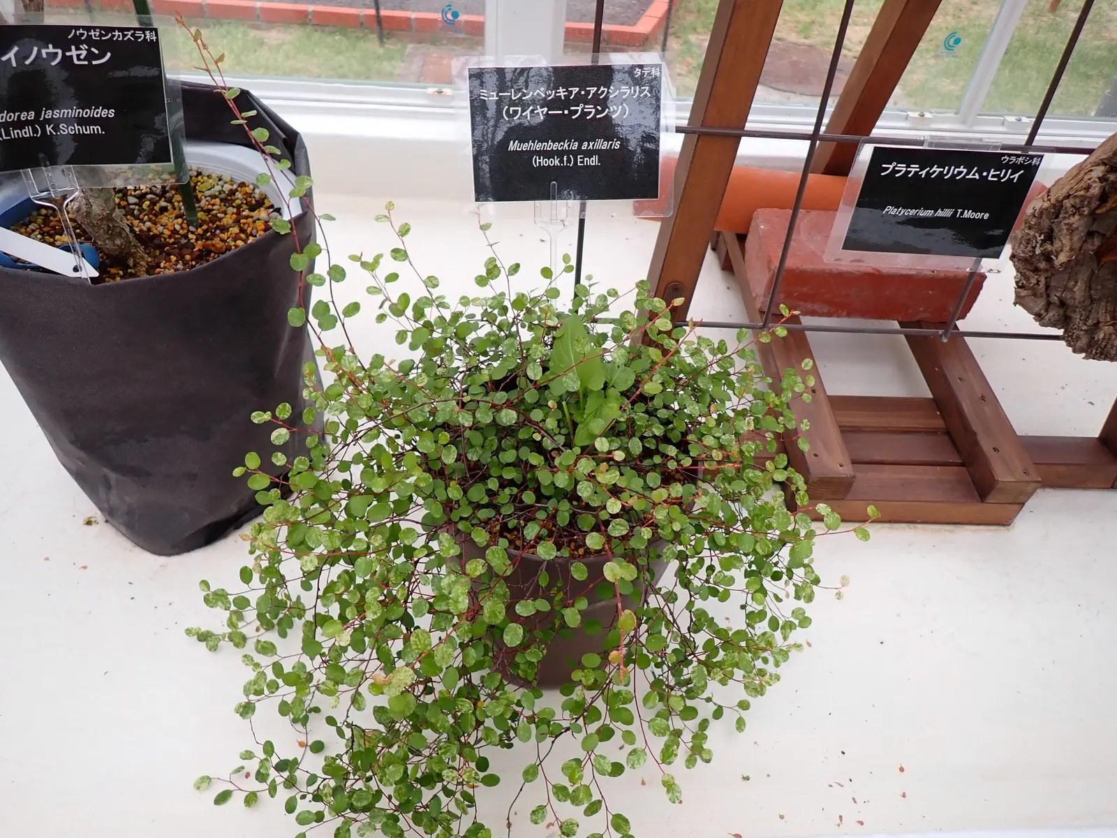 Superbells® Red (Muehlenbeckia axillaris) — annual for full