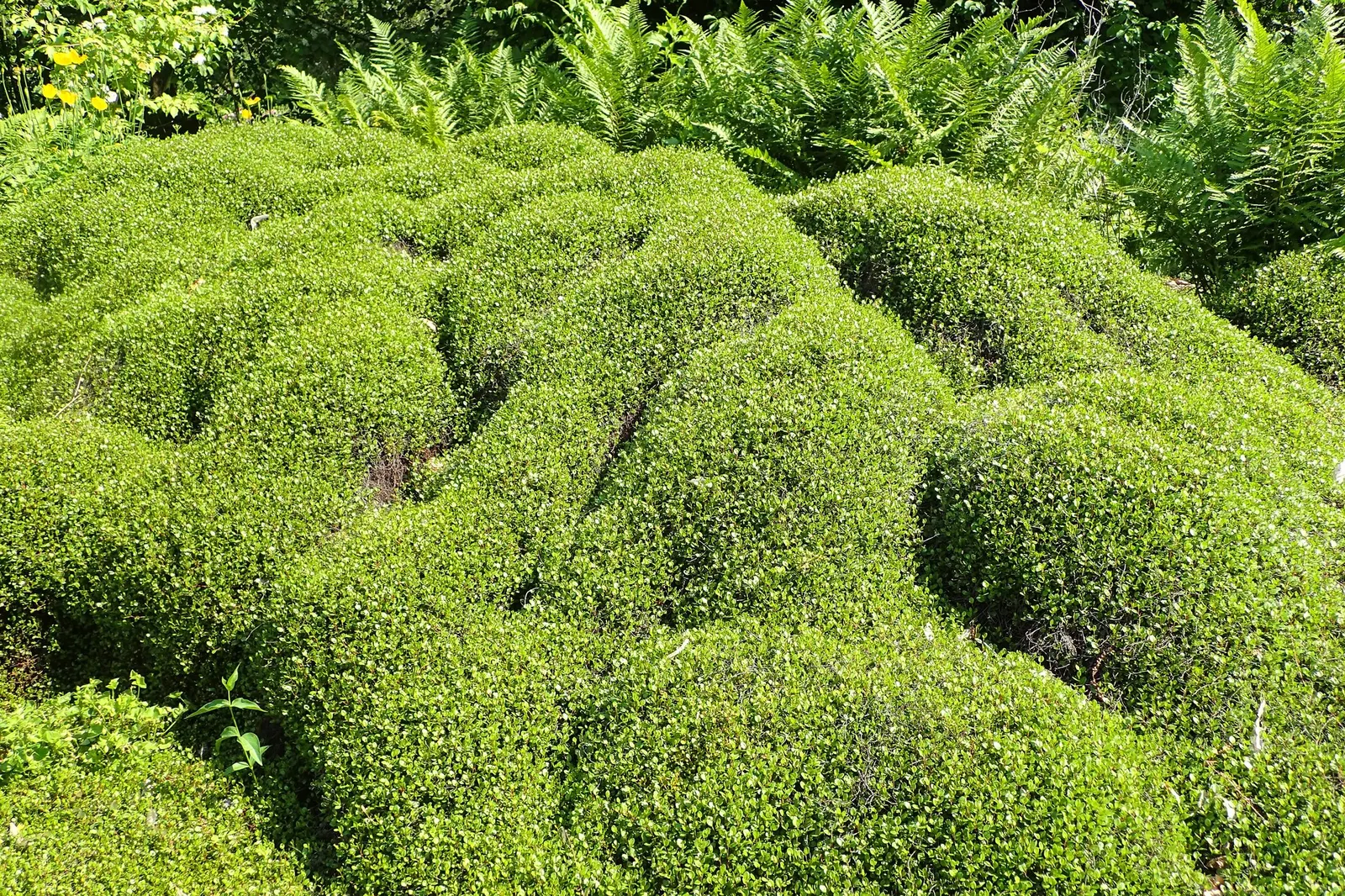 Superbells® Red (Muehlenbeckia axillaris) — Their vibrant red blossoms can attract hummingbirds and butterflies