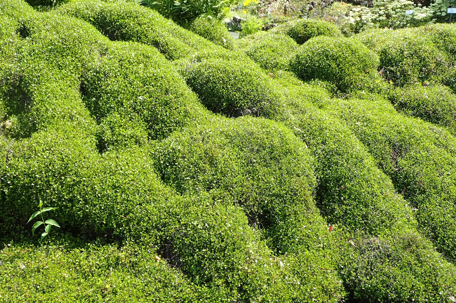 Superbells® Red (Muehlenbeckia axillaris) — annual with red blooms