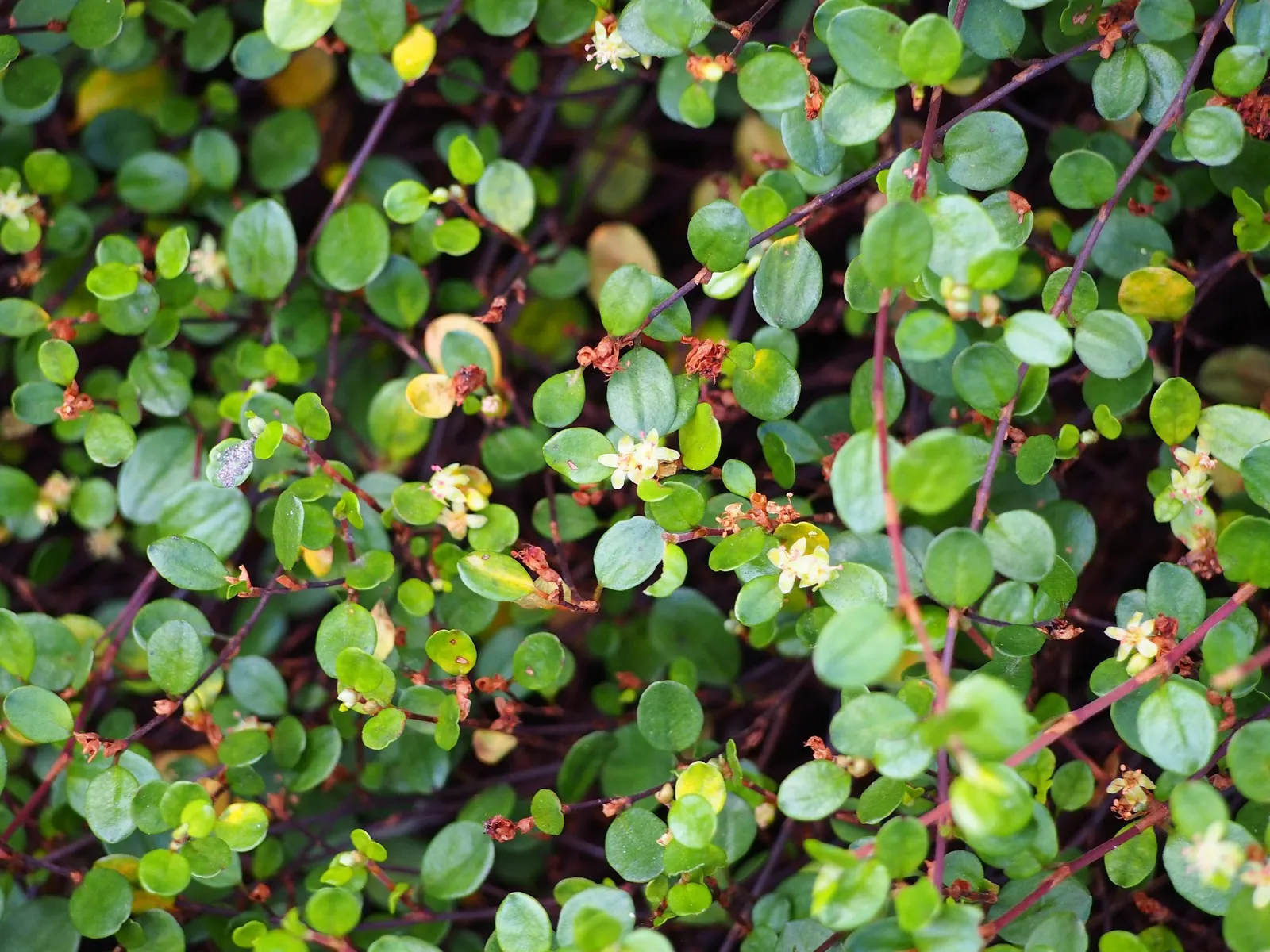 Superbells® Red (Muehlenbeckia axillaris) — If the plant becomes leggy or overgrown