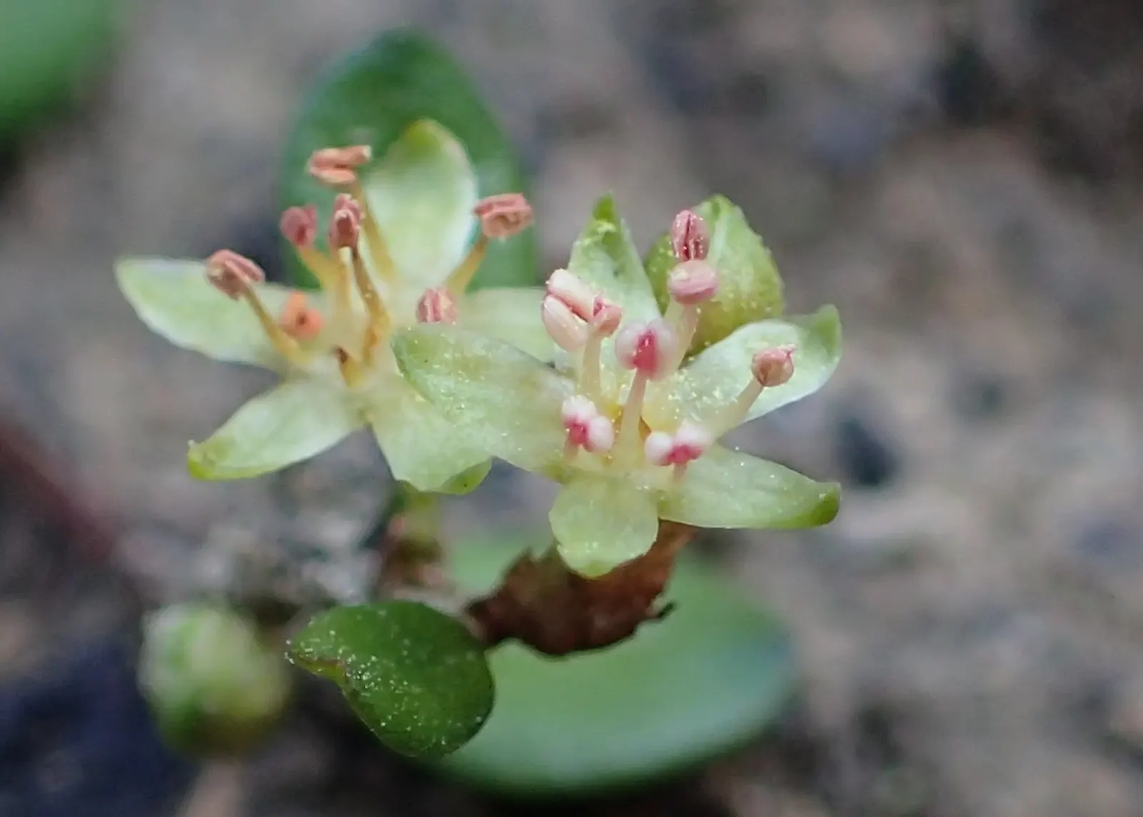 Superbells® Red (Muehlenbeckia axillaris) — red flowers in the garden
