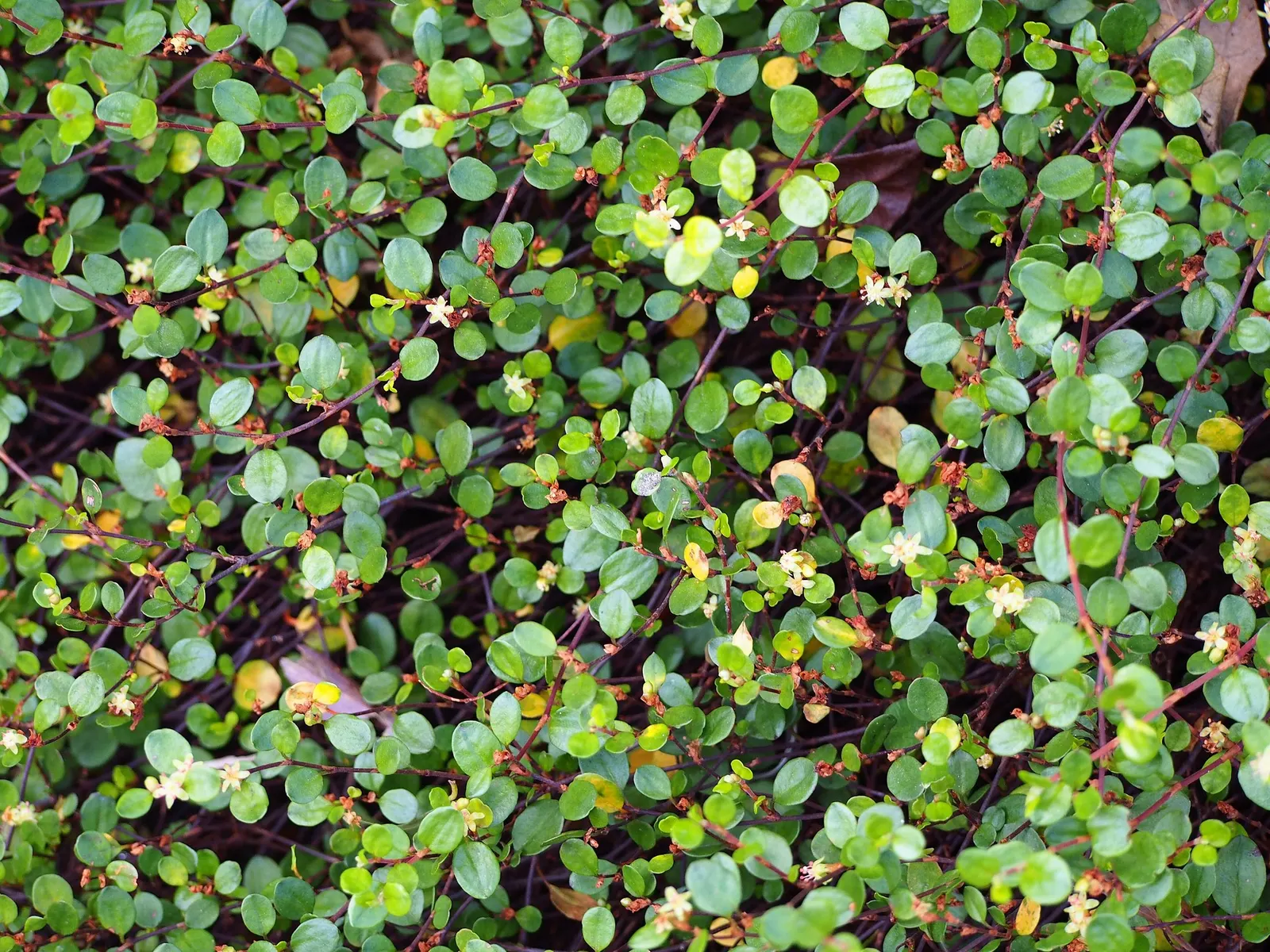 Superbells® Red (Muehlenbeckia axillaris) — offering an additional layer of dynamic life to the garden space