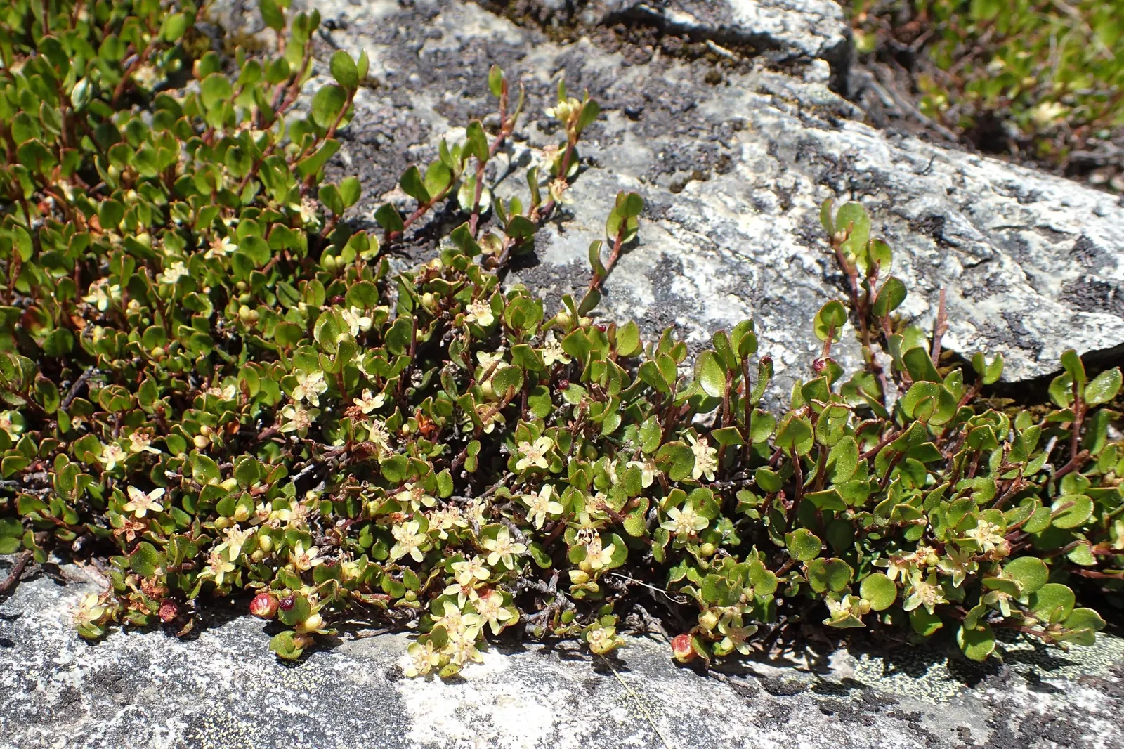 Superbells® Red (Muehlenbeckia axillaris) — mounding to trailing annual