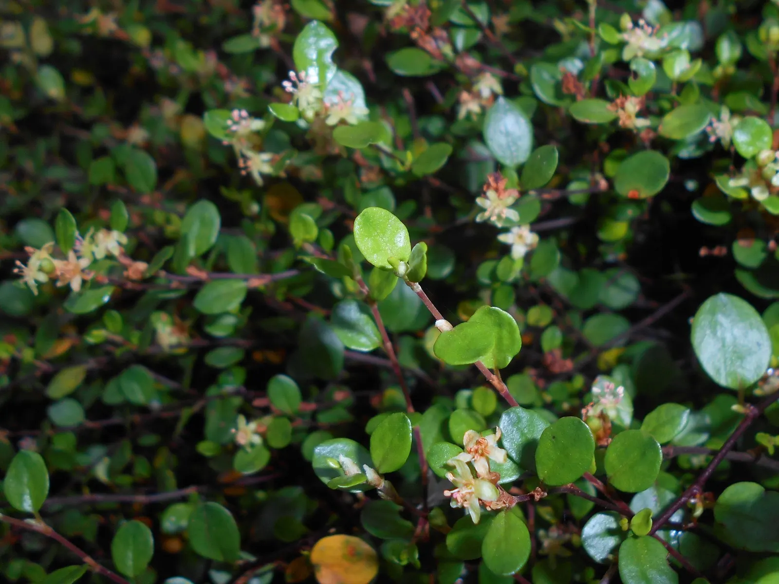 Superbells® Red (Muehlenbeckia axillaris) — adding a hassle-free pop of color to any landscape