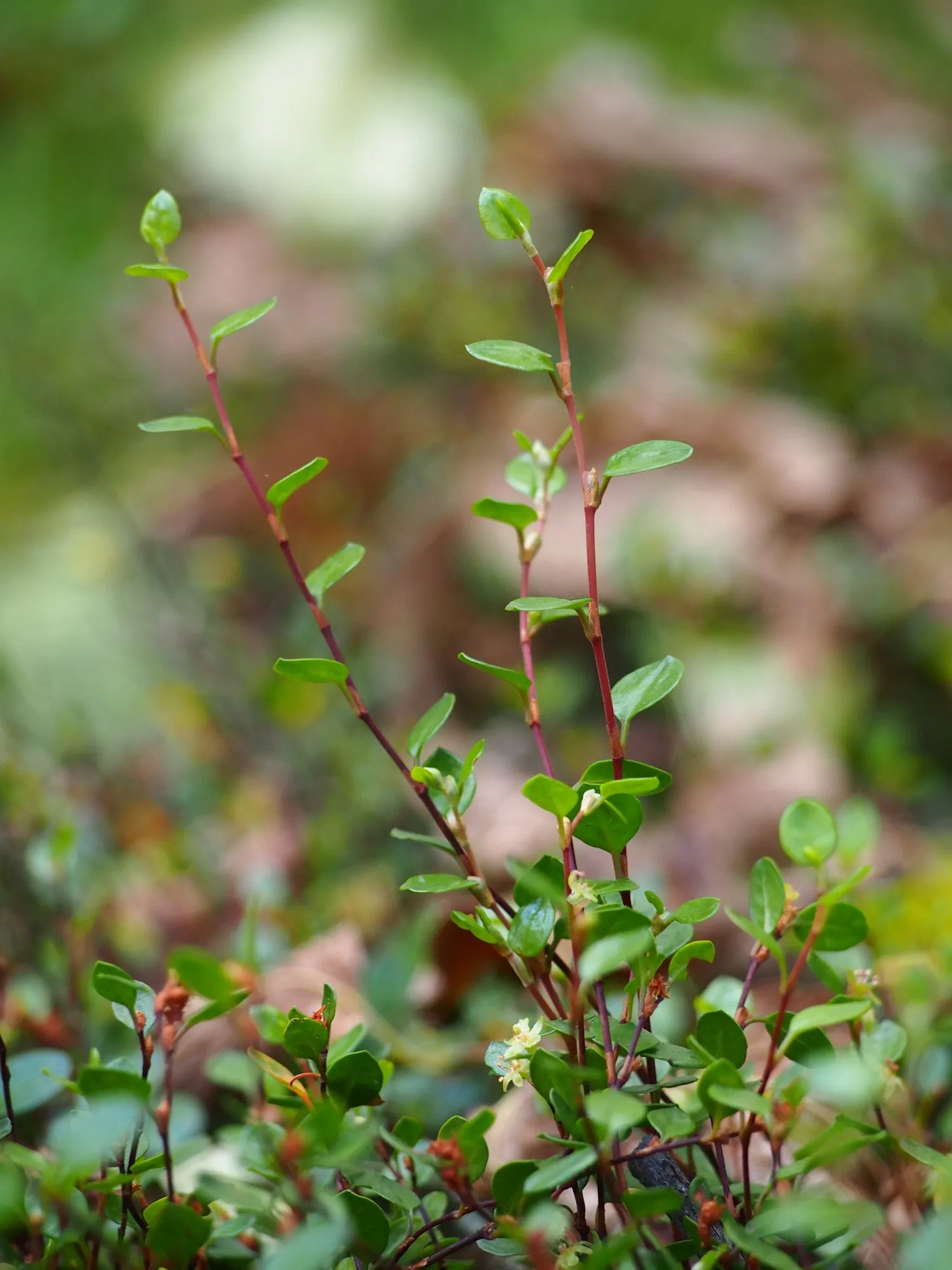 Superbells® Red (Muehlenbeckia axillaris) — it is recommended to fertilize the Calibrachoa \'Superbells Red\' every other week with a liquid fertilizer