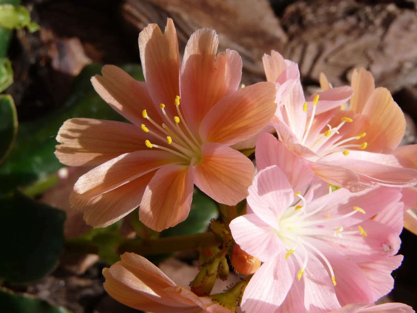 Cliff-Maids (Lewisia Cotyledon) — Requires full to part sun and minimal watering once established; commonly known as Cliff-Maids or Siskiyou Lewisia