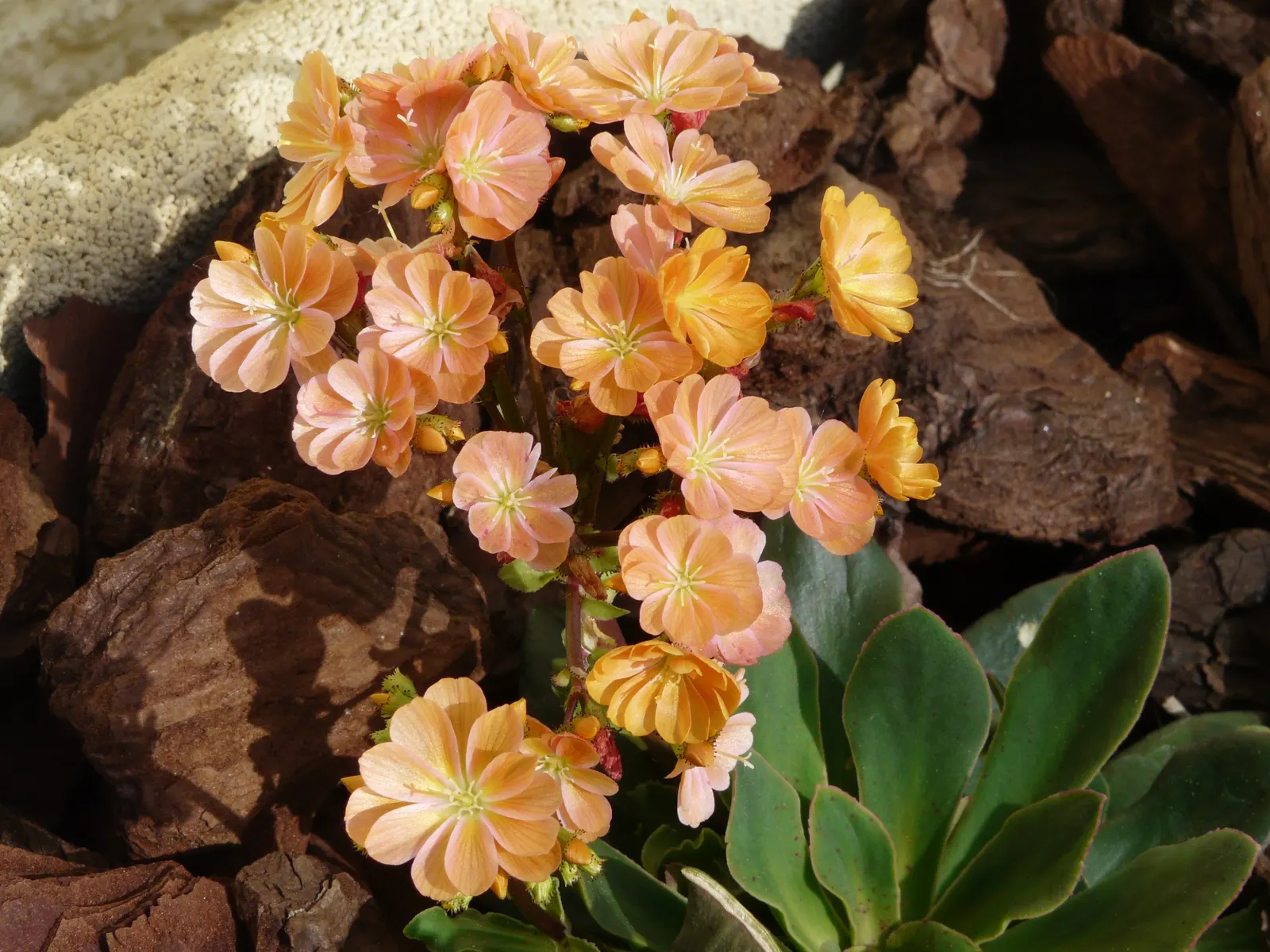 Cliff-Maids (Lewisia Cotyledon) — enduring temperatures down to -20 degrees Fahrenheit; along with its drought tolerance once established