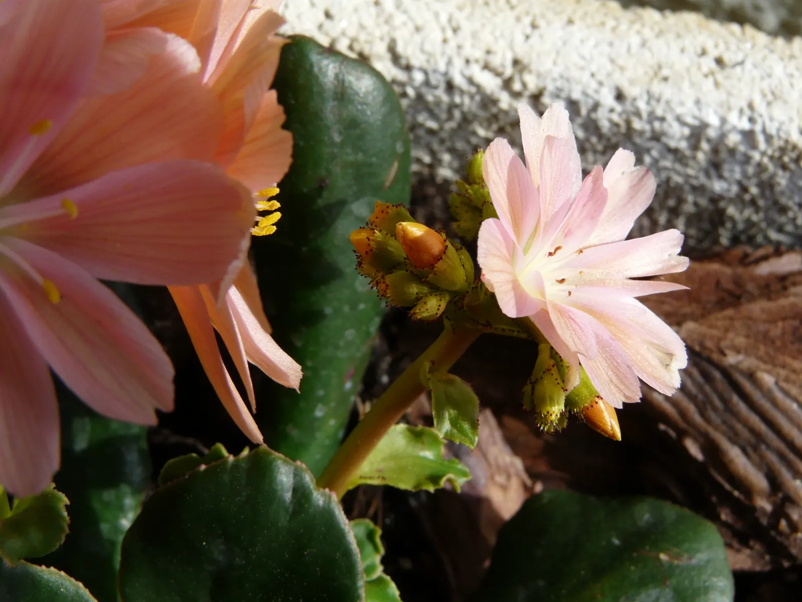Cliff-Maids (Lewisia Cotyledon) — This plant is renowned for its rosette of fleshy