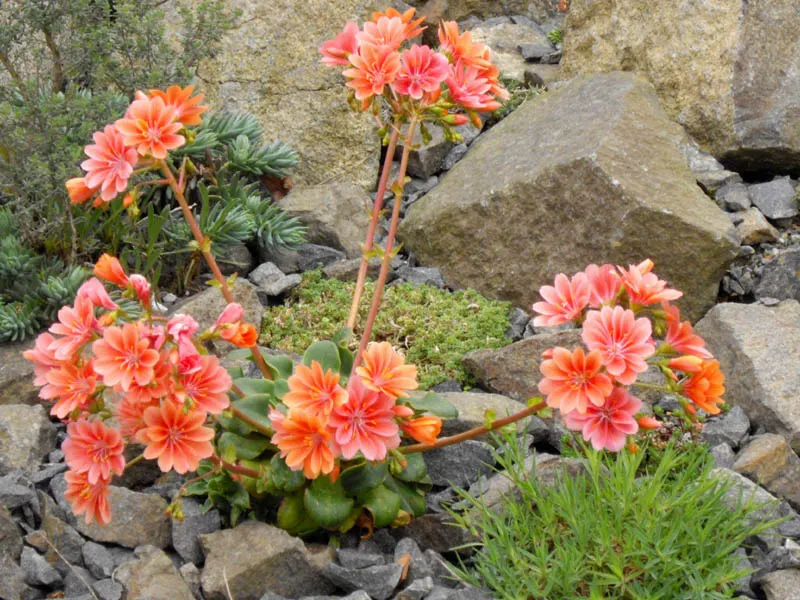 Cliff-Maids (Lewisia Cotyledon) — perennial for half or shade