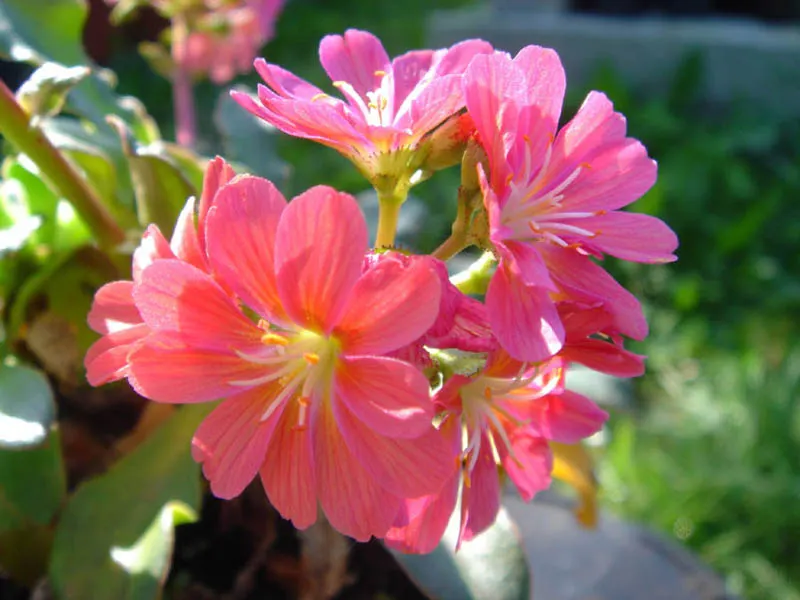 Cliff-Maids (Lewisia Cotyledon) — the plant flaunts a stunning array of flowers in hues of pink; ensure your clients are informed about the importance of good