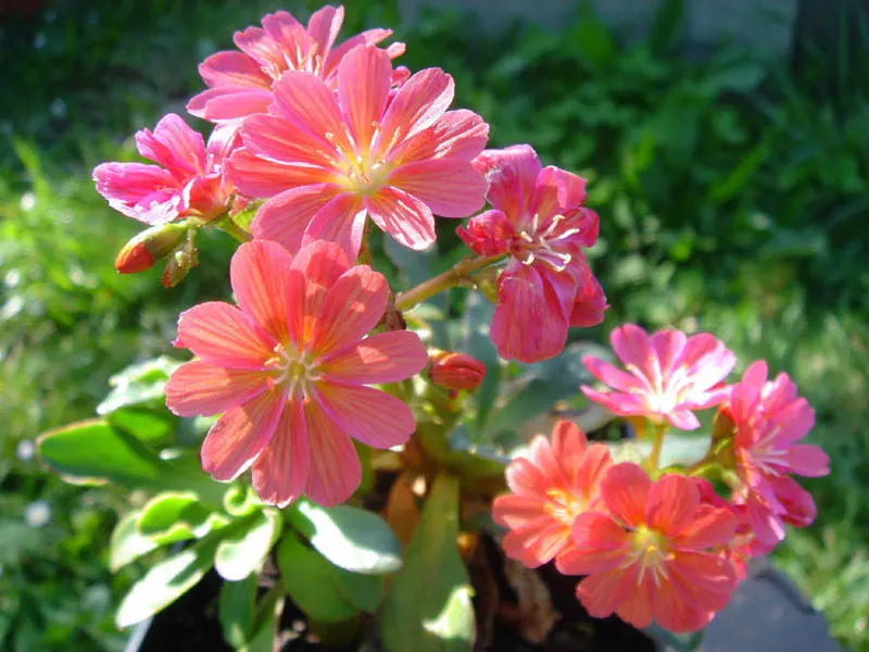 Cliff-Maids (Lewisia Cotyledon) — perennial with multi-colored and orange and pink and red and violet and yellow blooms