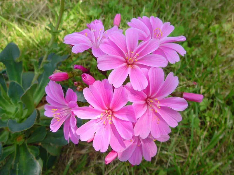 Cliff-Maids (Lewisia Cotyledon) — is a charming and resilient perennial that originates from the mountainous west coast of North America